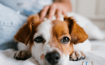 A Texas Mail Carrier’s Act of Love Shows Why Your Pets Need a Plan Too