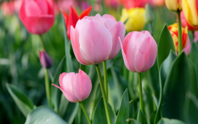 Spring Cleaning Your Estate Plan: Time for a Refresh